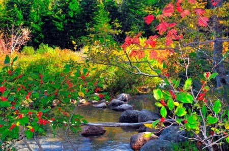 Autumn at the Pond - plants, water, landscape, leaves, trees, colors