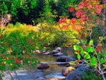 Autumn at the Pond