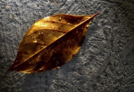 Gold Leaf on Stone - gold, stone, leaf, autumn