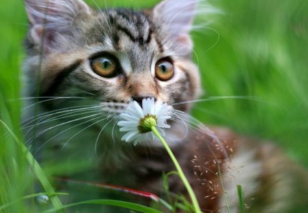 Cat and flower - nature, cat, feline, animal, pet, grass, flower, kitten