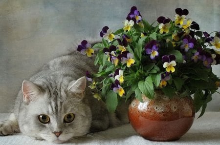 Cat and flowers - cat, feline, animal, pet, pot, painsies, flower, kitten