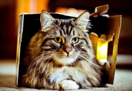 Cat in a box - box, animal, kitten, pet, cat, feline