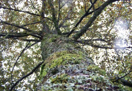 Looking up - up, tree, autumn, rain