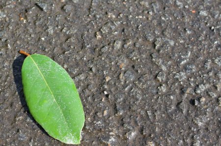 Off-Centre - ground, off-centre, leaf, green