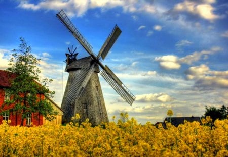 Mill in summer - summer, meadow, pretty, beautiful, cottage, windmill, cabin, sky, nice, lovely, field, house, nature, mill wind