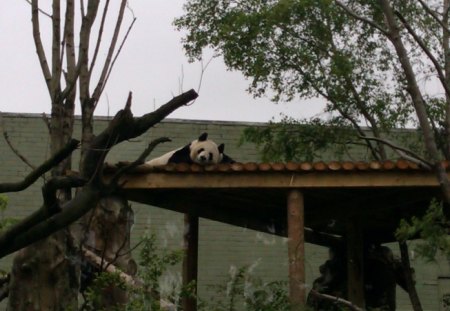 Tian Tian - panda, zoo, trees, sleep