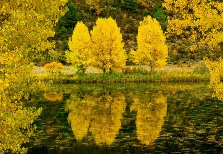 Golden autumn - pretty, calm, yellow, reflection, shore, lake, golden, nice, falling, trees, beautiful, mirrored, lovely, fall, nature, serenity, foliage