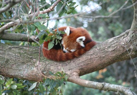 Sleeping Red Panda - panda, bear, animal, sleeping