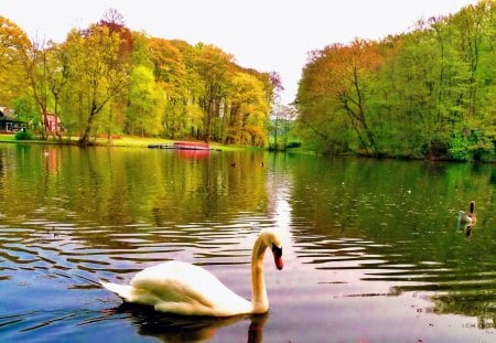 Swan lake - clear, beautiful, river, swans, nature, crystal, autumn, colorful, fall, pretty, mirrored, shore, lake, reflection, nice, lovely, riverbank, trees