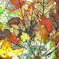 Translucent Autumn Leaves