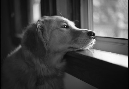 * - waiting, wp, photography, bw, dog, animals