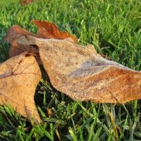 November Frost on the Leaves