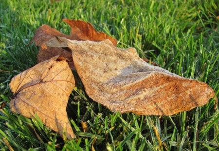 November Frost on the Leaves - nature, frost, leaves, november, leaf, grass