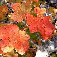 Leaves of Autumn Vineyard