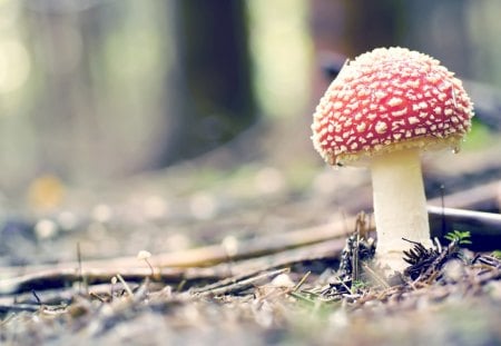 Fly agaric - bokeh, trees, branch, drops, forest, tree, nature, twig, fly agaric, mushroom, soft, macro