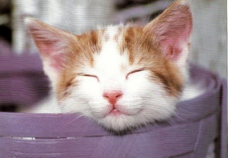 Kitten in basket - basket, purple, kitten, cute, sleeping