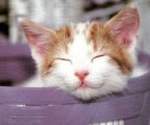 Kitten in basket