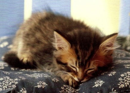 Kitten on a pillow - flowers, kitten, pillow, comforter, sleeping