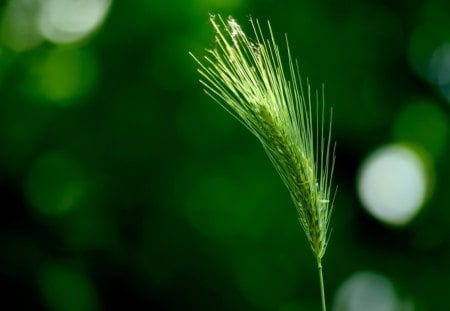 ♥.Grass with Warm Light.♥ - creative pre-made, beautiful, grass, colors, lovely, nature, green, bright, atmosphere, refresh, love four seasons