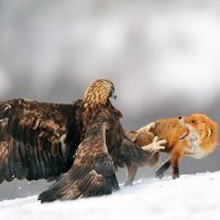 Golden Eagle vs Red Fox
