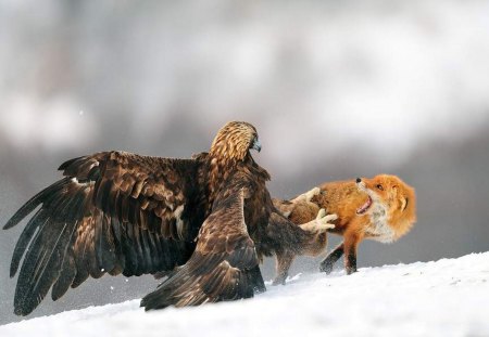 Golden Eagle vs Red Fox - eagle, fight, animals, fox