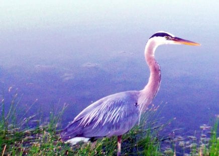 Heron - bird, duck, heron, animal