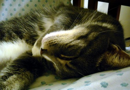 relaxed sleeping cat - white, animal, cat, gray