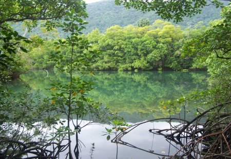 Daintree Rainforest,Cairns, Queensland, Australia - lake, trees, daylight, rain, day, water, nature, reflection, forest, leaves