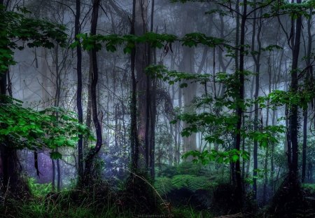 Mystic Forest - trees, grass, forest, light, daylight, leaves, ground, nature, dusk, brush, hasse, day, limbs