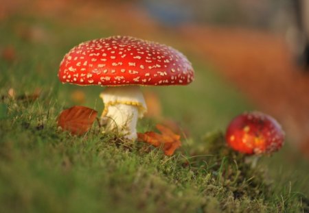 *** Red toadstools *** - mushrooms, red, nature, green, grass