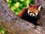 Red panda bear