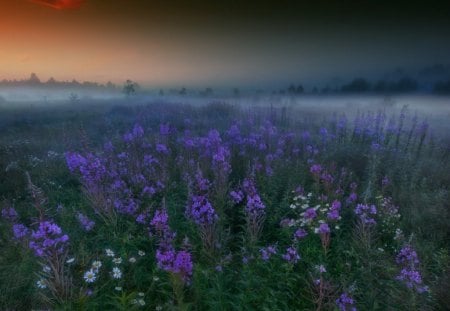 Dawn - fields, nature, purple, floral, dawn, sun, flowers, mist