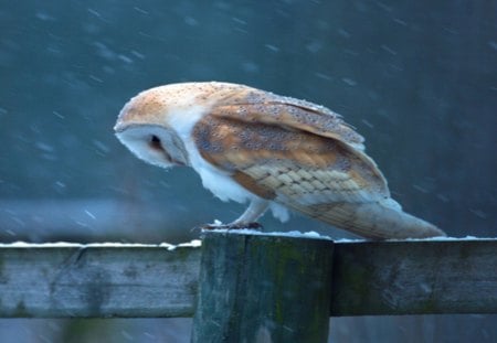 Owl in rain - owl, sad, rain, feathers, fence, other, animals