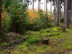 forest in autumn