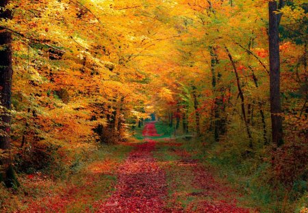 path in autumn - path, trees, leaves, autumn