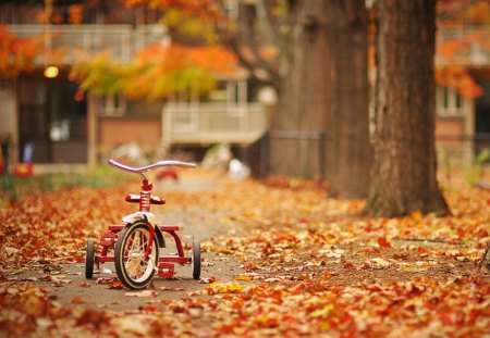 tricycle in the street - leaves, tricycle, street, the