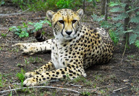 Cheetah - cheetah, run, fast, animal