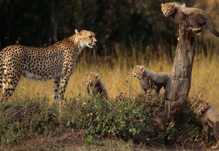 Cheetah - cheetah, fast, animal, run, family