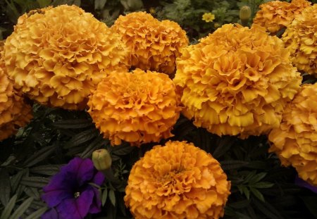 ***  Marigold *** - flowers, marigold, yellow, nature