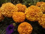 ***  Marigold ***