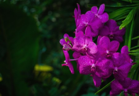 *** Orchids *** - flower, purple, orchids, flowers, nature