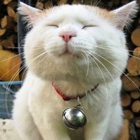 A chubby Kitty