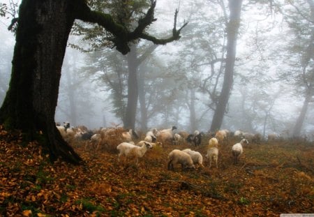 Sheeps in the Forest