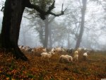 Sheeps in the Forest