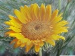 Bright Yellow Sunflowers