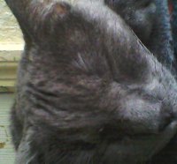 sleepy kitty