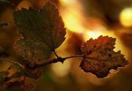 Precious Light - light, leaf, leaves, autumn