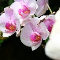 Beautiful Orchids