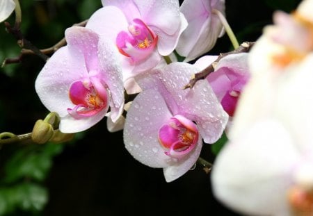 Beautiful Orchids - flowers, nature, beautiful, orchids, pink