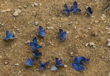 Blue Butterflies - butterfly, nature, buterflies, blue